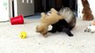 Ferrets Stealing Stuff - Animal Compilation 2013