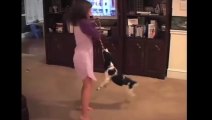 Amazing Spinning Dog Trick