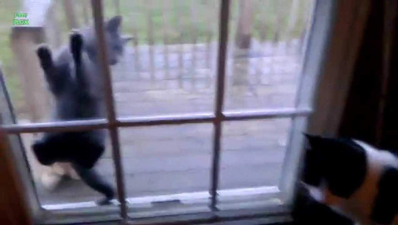 Des CHATS qui s'accrochent n'importe où! Compilation d'animaux mignons.