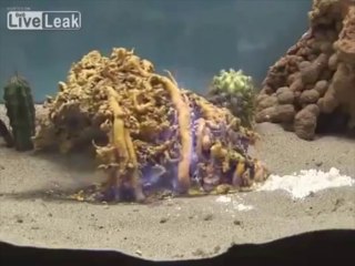 Weirdest chimical reaction i've ever seen : HC (SCN)2