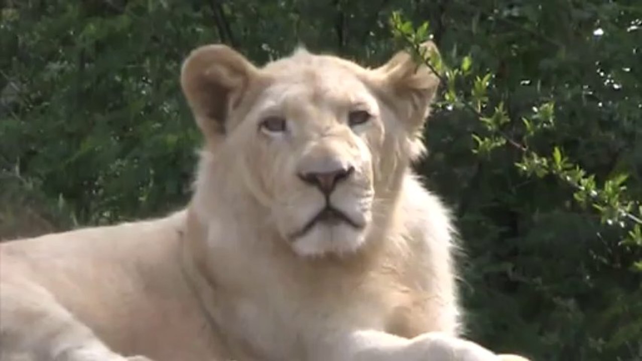 lion blanc3