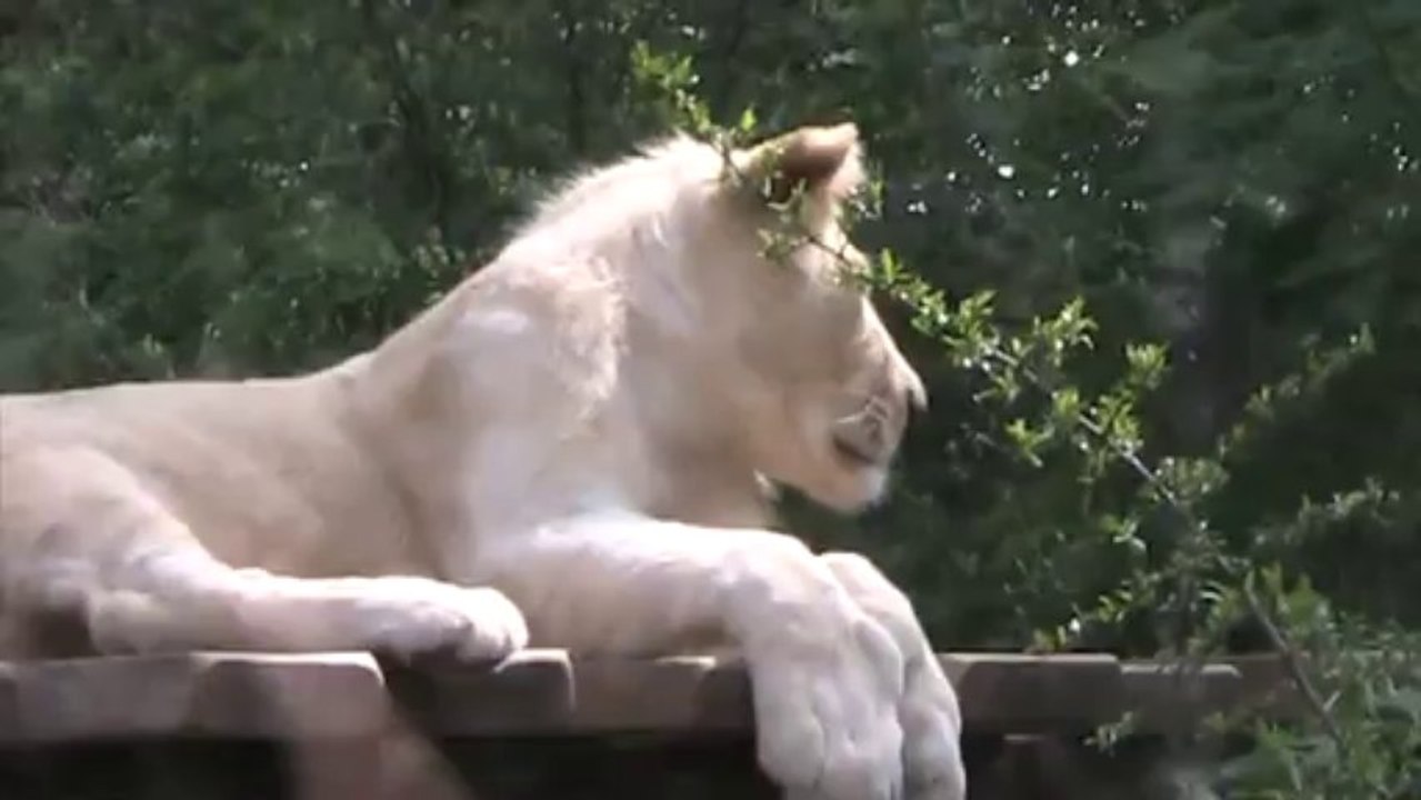 lion blanc