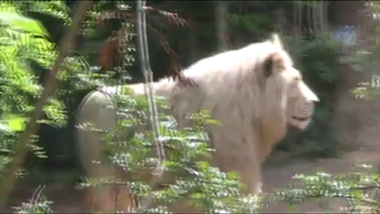 lion blanc mâle