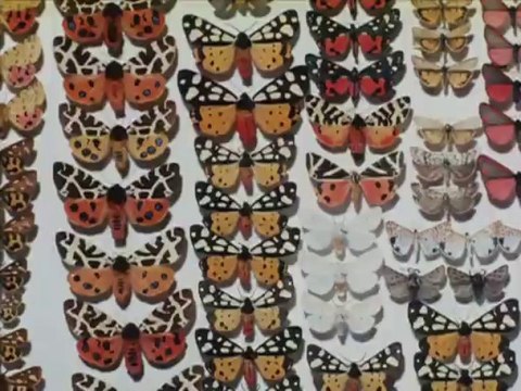 Les Petites Marguerites de Vérà Chytilovà extrait 2