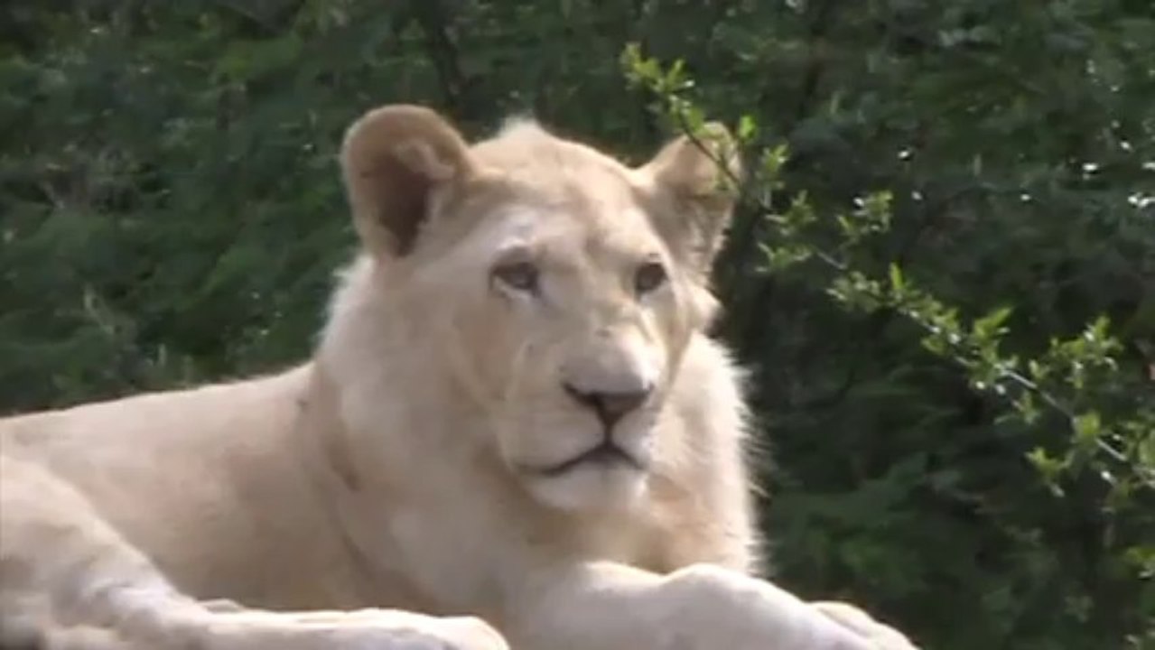 lion blanc 2