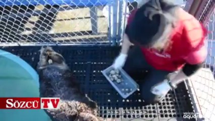 Dünyanın en obur hayvanı!