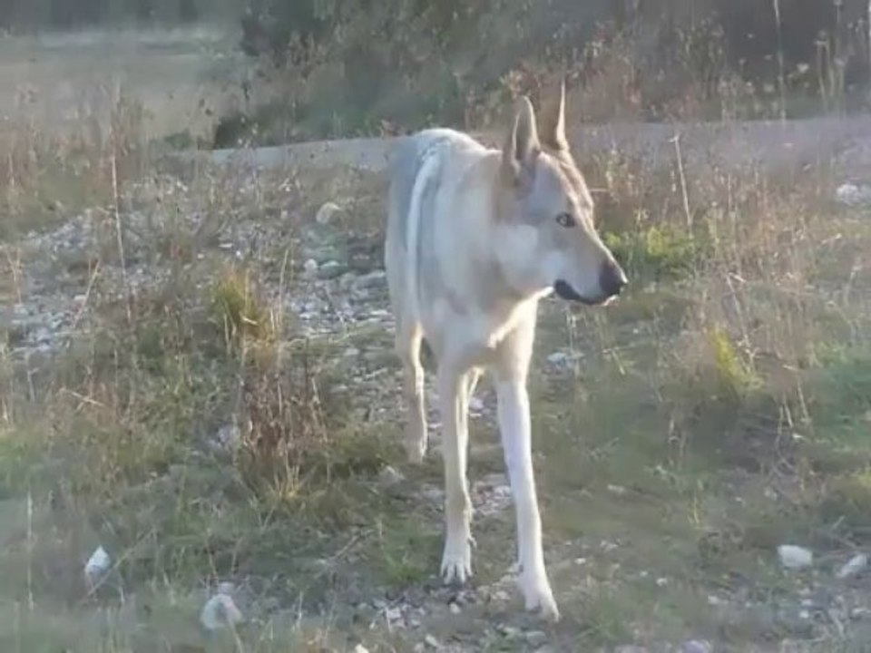 Kesnhin et sa démarche