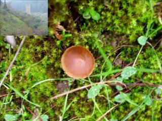 Yiğitler-meşelik11.2013