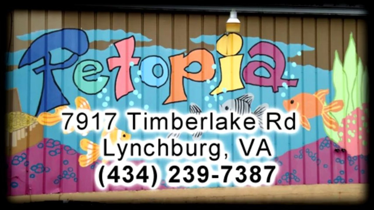Puppies For Sale In Lynchburg Virginia-Petopia Pet Store
