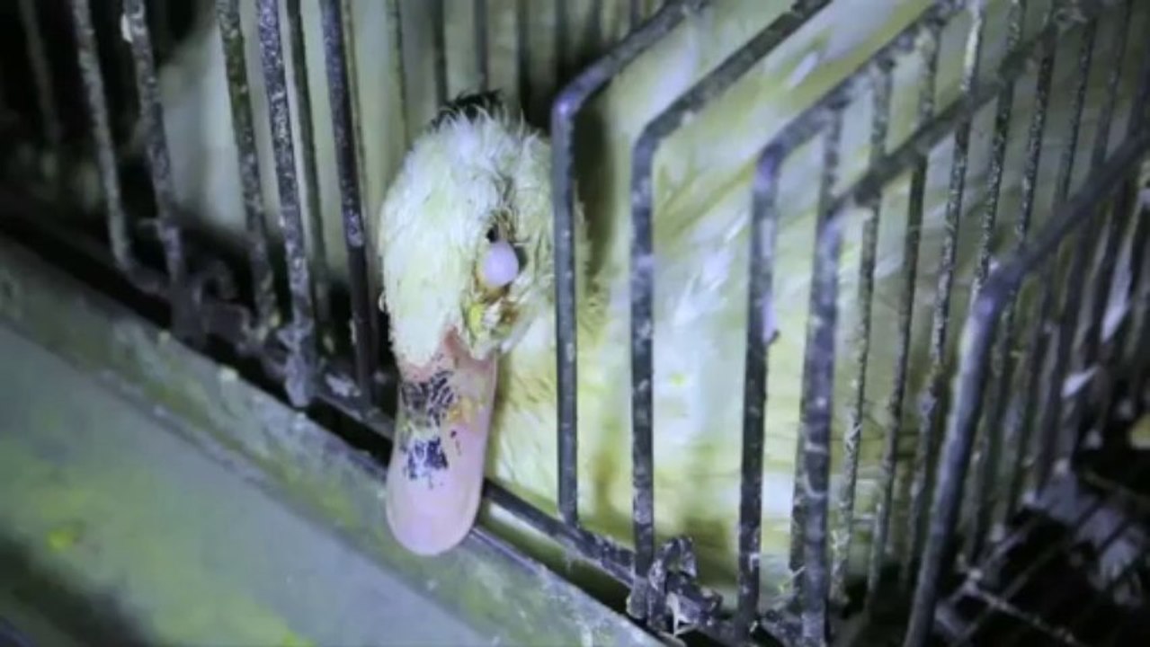 Les coulisses de nos papilles