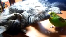 Parakeet won’t let the cat sleep!