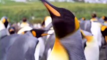 Adventures of the Penguin King Trailer HD