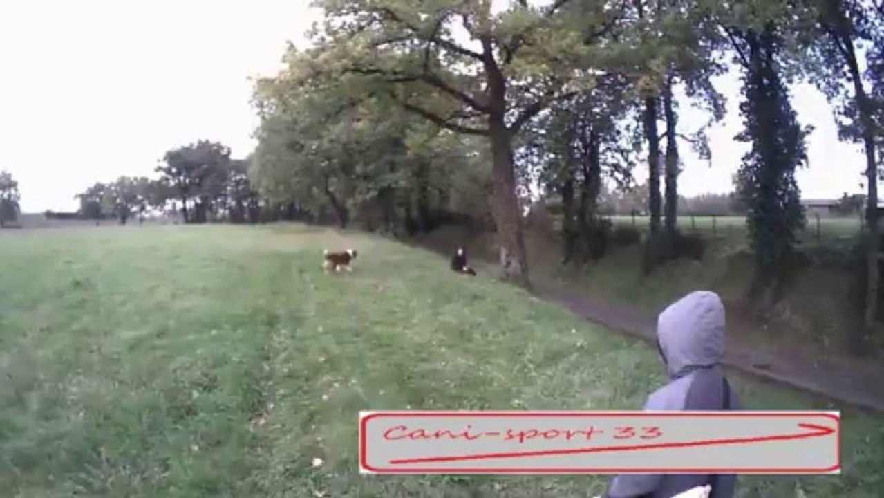 RECHERCHE UTILITAIRE avec eden berger australien.