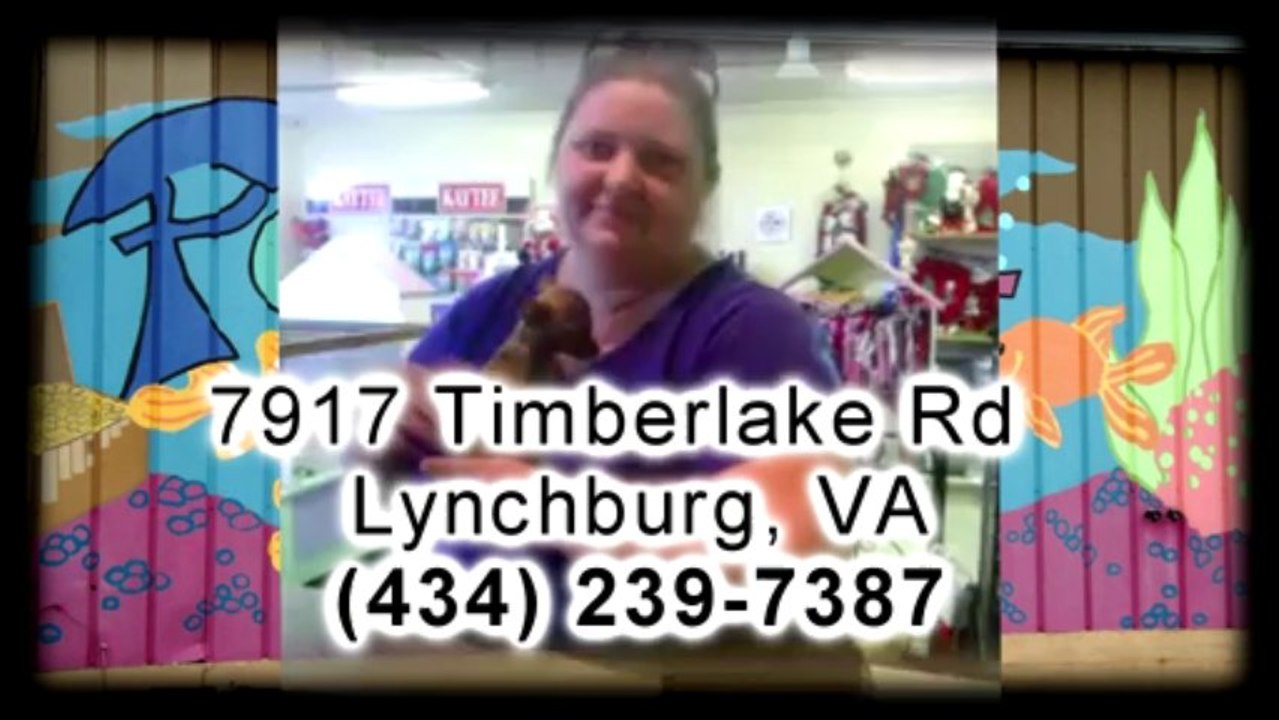 Puppies For Sale In Roanoke VA | Petopia in Lynchburg VA