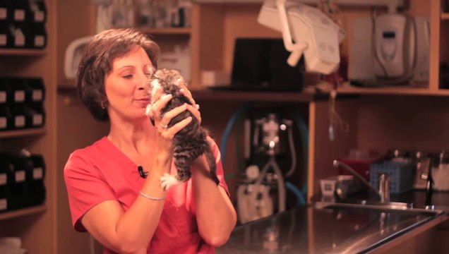 Veterinarian Canton Georgia - Cute Vet Outtake - Funny Pet Video