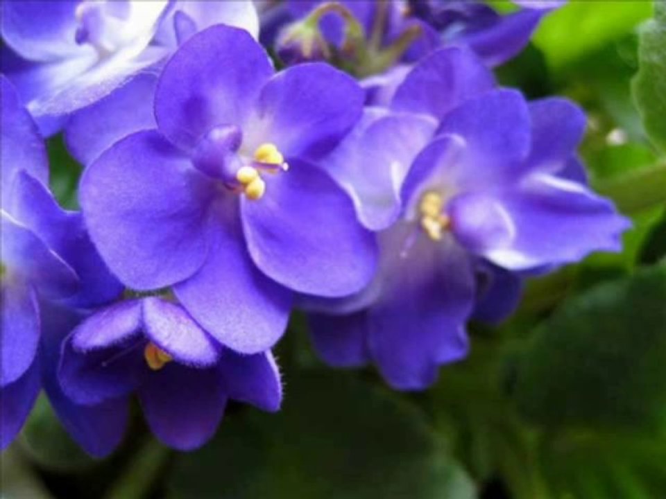 grup çinko..erzincan düz..grup çinko