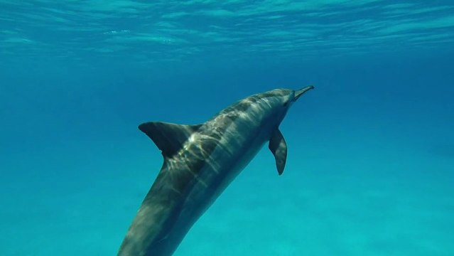 A la rencontre des dauphins Dolphin Reef