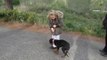 Dressage canin comportementaliste la ciotat 13600 Justine(6ans) et Izia- Hiérarchisation de l'enfant par l'éducation