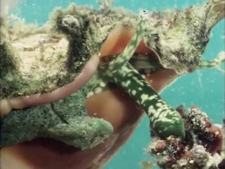 La Vida en la Tierra 02 - La Evolucion de la Vida