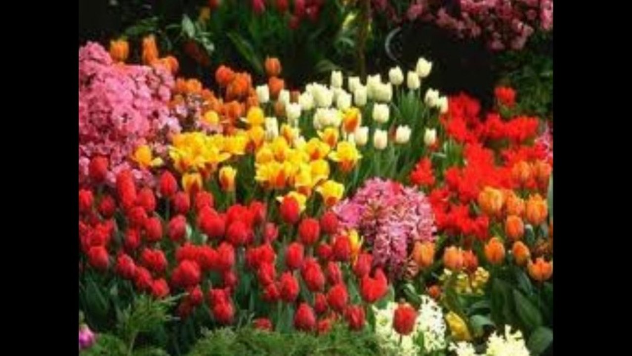 Musa yildirim sen gidersen ben ölürüm