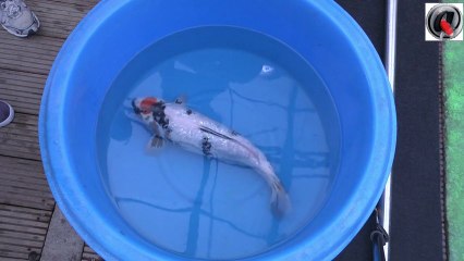 Koi Selection le koi 2013