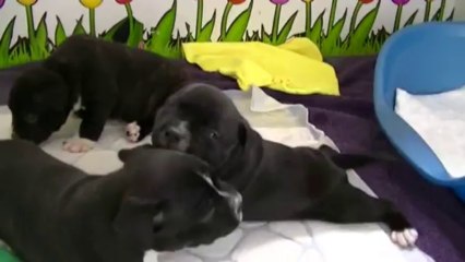 26ème vidéo : Des petits moments dans la salle à manger !