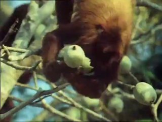 La vita sulla Terra 12 - Vita sugli alberi - parte 1 di 2
