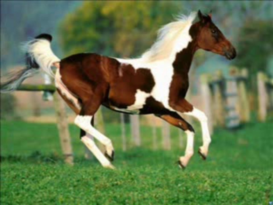 Branko Ćopić- Ti si konj , Pohod na mjesec