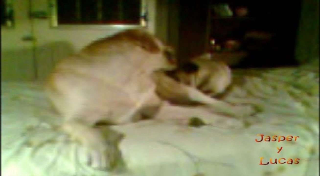 Mis perros jugando