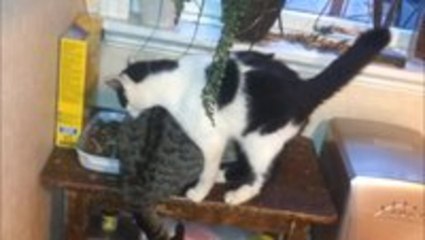 Cat Struggles to Get Past Friend