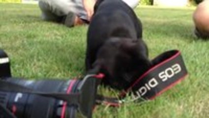 A pug puppy playing with a camera