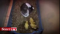 Üç ördek annesi kedi