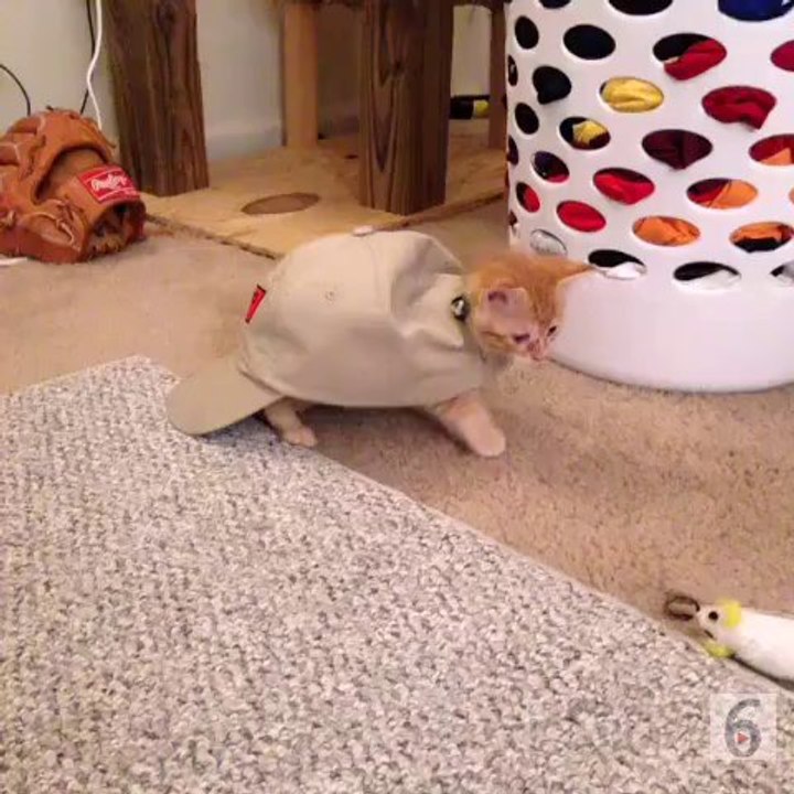 Turtle Cat