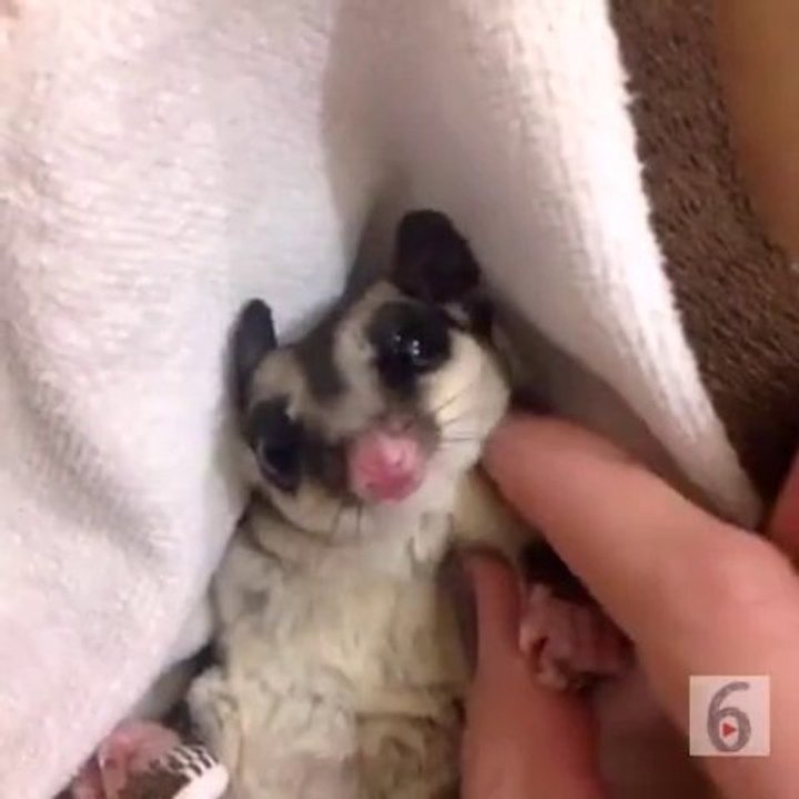 Sugar glider love