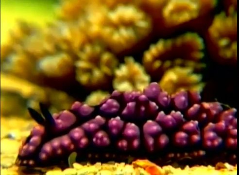 Allah'ın isimləri: Alim (Hər şeyi çox yaxşı bilən)