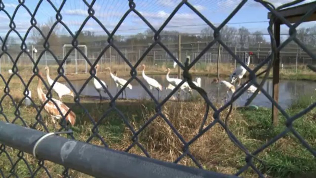 Kampf um die letzten Schreikraniche