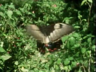 La Vida en la Tierra 04 - Un Ejercito Invencible