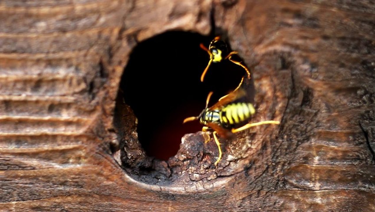 Hornet's nest 2 - Free HD stock footage