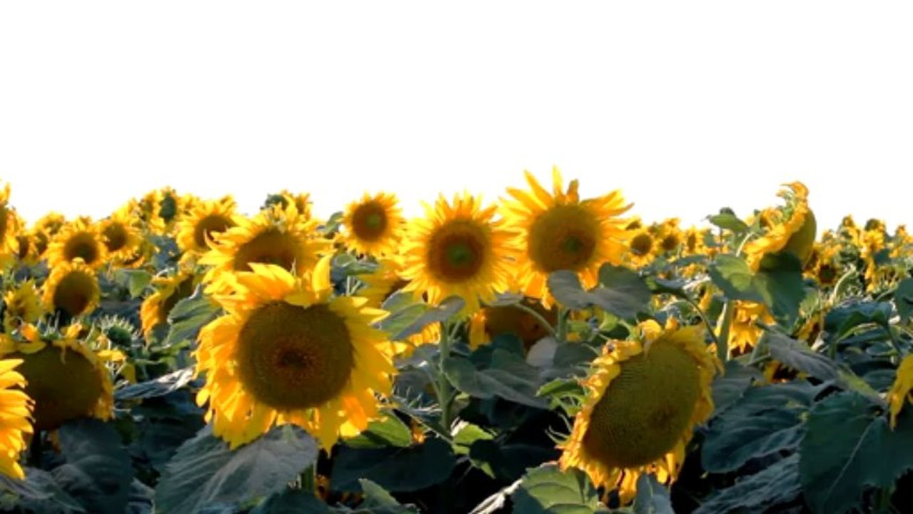 Sunflower 2 - Free HD stock footage