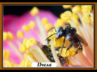 Фауна планеты  ЗЕМЛЯ    Часть 1     НАСЕКОМЫЕ