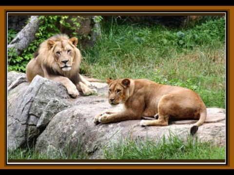 Фауна планеты ЗЕМЛЯ Часть 1 Дикие собаки и кошки