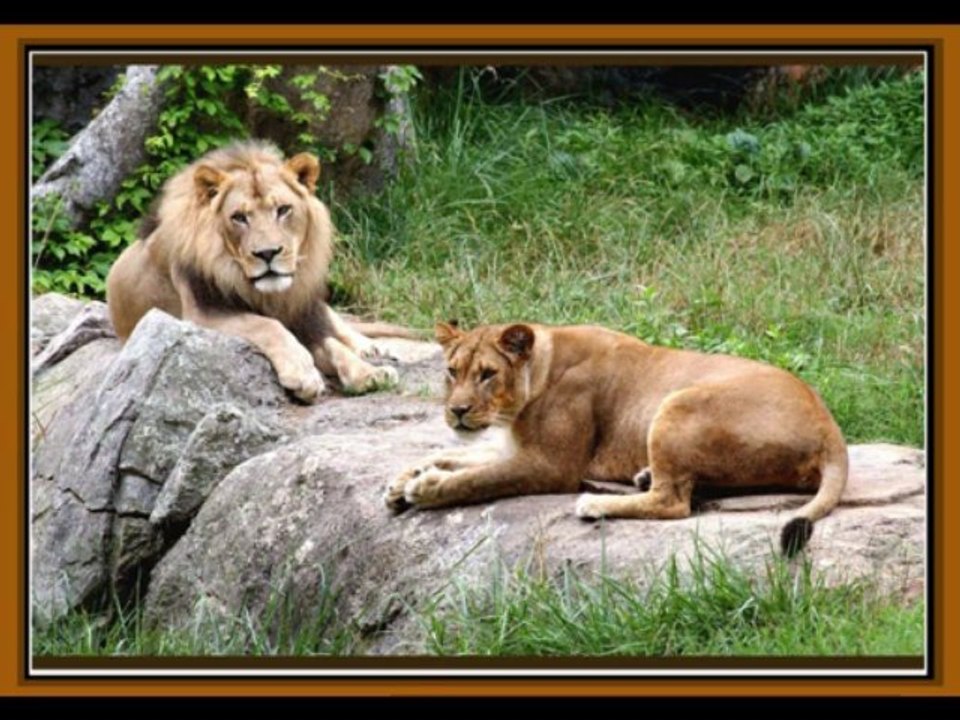 Фауна планеты  ЗЕМЛЯ    Часть 1    Дикие собаки и кошки