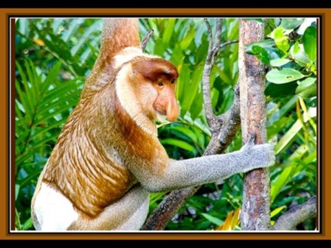 Фауна планеты ЗЕМЛЯ 3 Обезьяны (часть2)