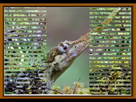 Фауна планеты ЗЕМЛЯ 3 Ящерицы и водные животные