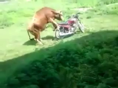 Hey riders ... watch out your moto when an excited bull is around