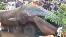 Giant Monster Found in Vietnam
