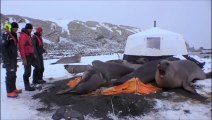 Elephant Seals Crush Cameraman’s Tent