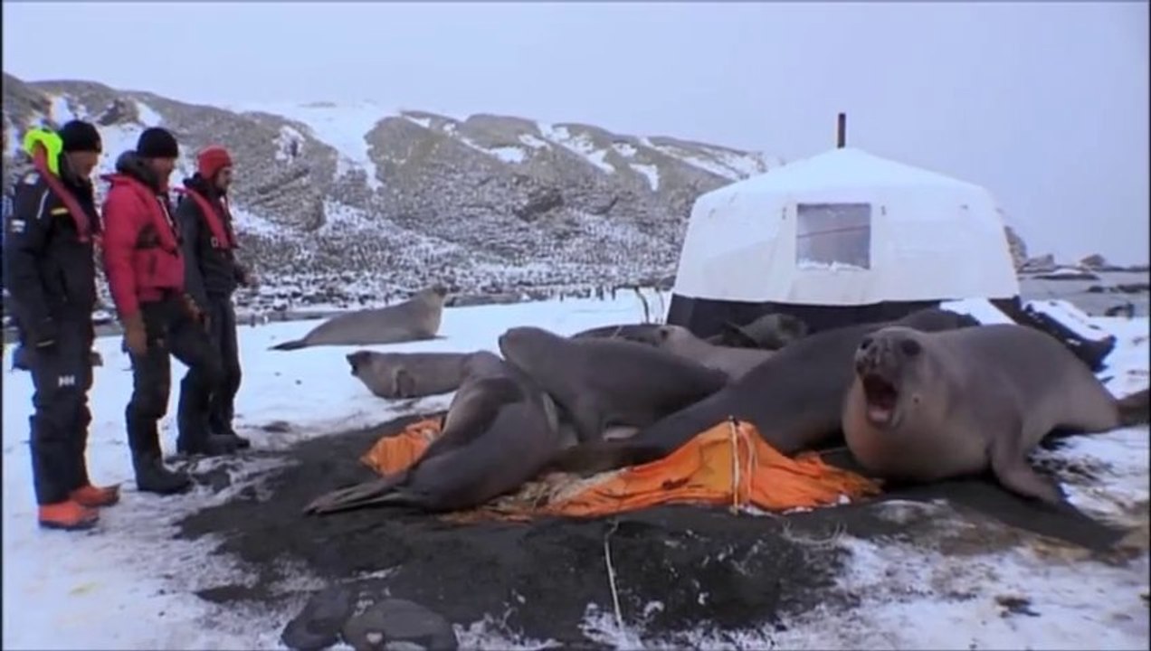 Elephant Seals Crush Cameraman’s Tent