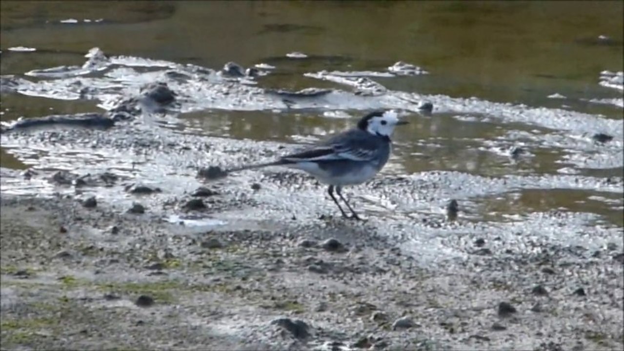 Bergeronette grise à Guérande