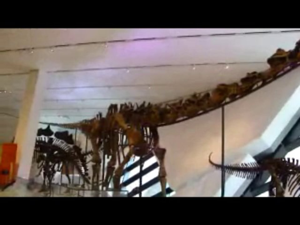 T REX
